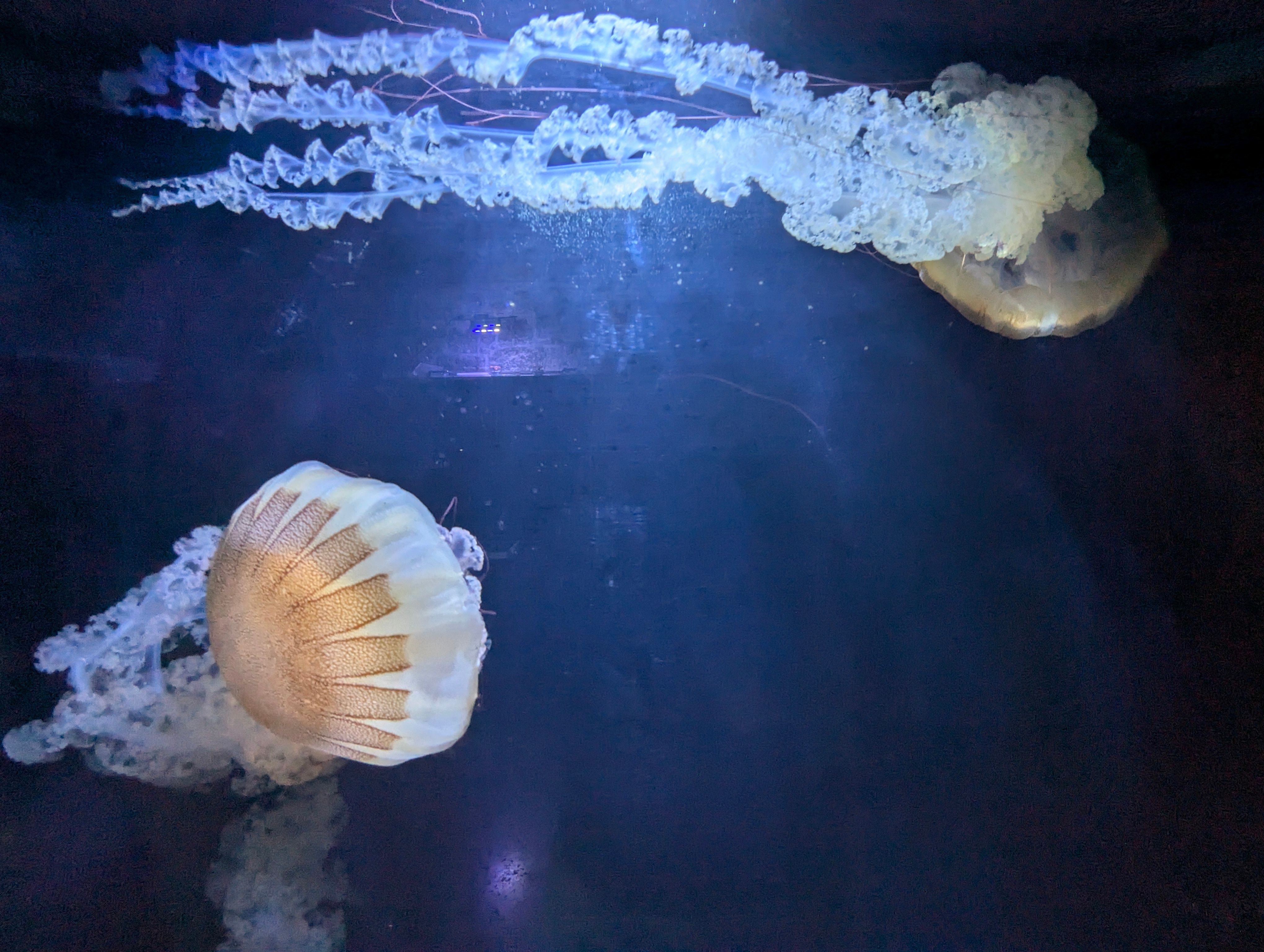 Croatia and Italy 2026